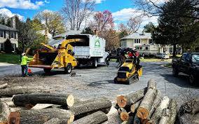 Best Root Management and Removal  in King City, OR