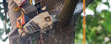 Best Arborist Consultation Services  in King City, OR