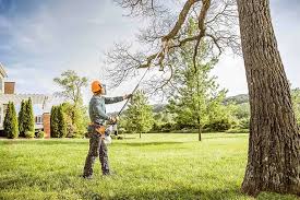 How Our Tree Care Process Works  in  King City, OR