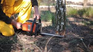Best Tree Mulching  in King City, OR