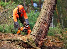 Best Palm Tree Trimming  in King City, OR