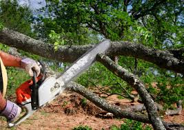 Best Hazardous Tree Removal  in King City, OR