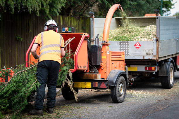 Best Tree Health Inspection  in King City, OR