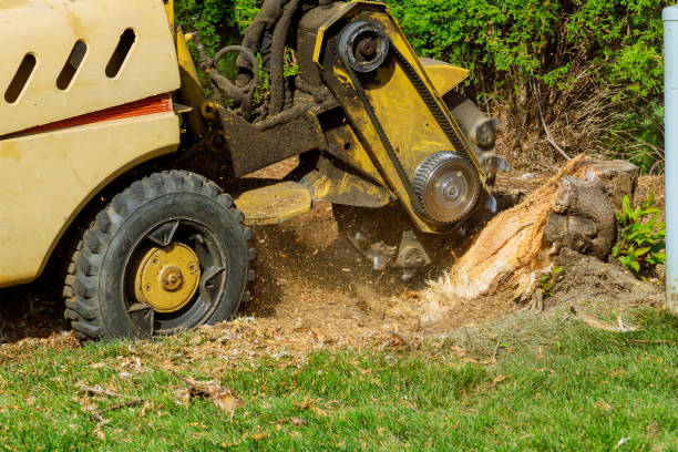 Best Tree Disease Treatment  in King City, OR