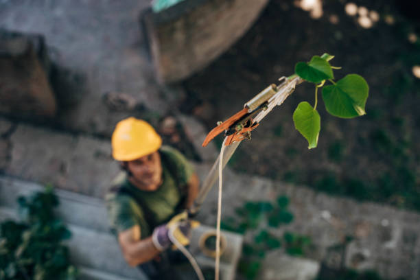 Best Tree Maintenance Programs  in King City, OR