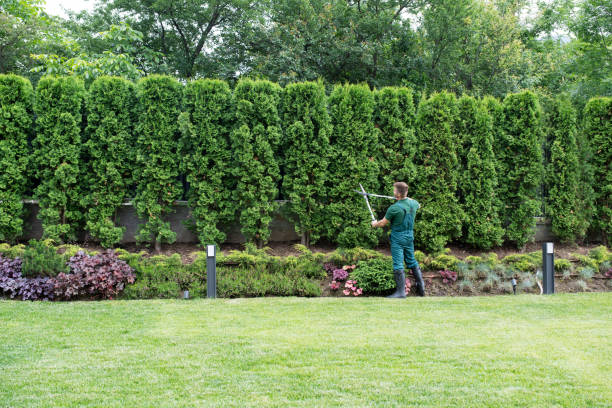 Best Artificial Turf Installation  in King City, OR