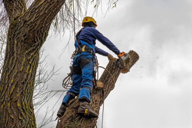 Best Leaf Removal  in King City, OR