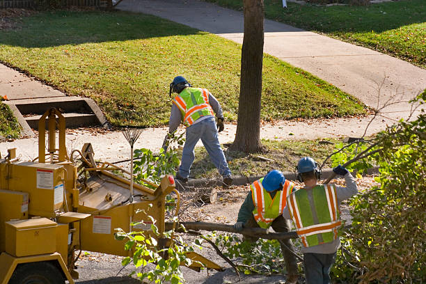 Best Lawn Maintenance Plans  in King City, OR