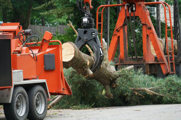 Best Lawn Watering Services  in King City, OR