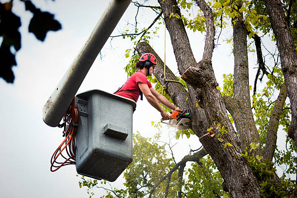 Trusted King City, OR Tree Services Experts